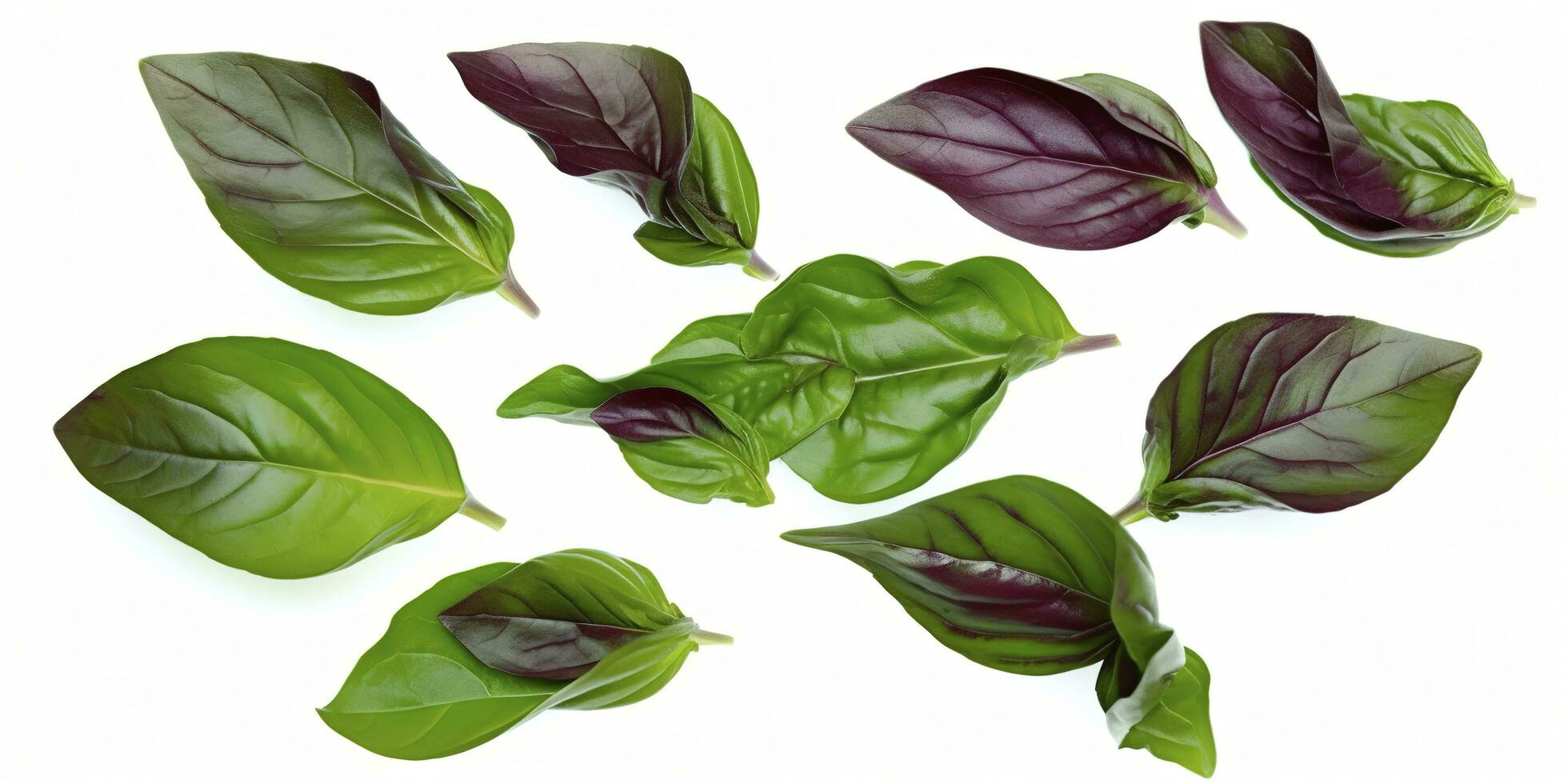 Green basil leaves with Clipping paths, full depth of field. Fresh red basil herb leaves isolated on white background. Purple Dark Opal Basil. Focus stacking, generate ai photo