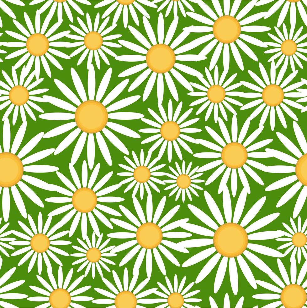 Seamless pattern with daisies on a white background. Vector illustration.