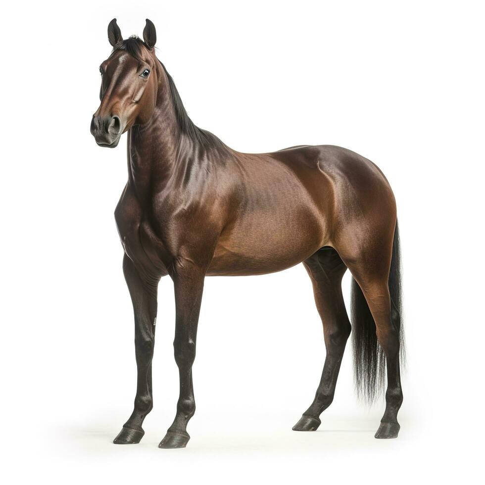 Female belgian warmblood, bwp, 4 years old, with mane braided with buttons, looking at camera against white background, generate ai photo