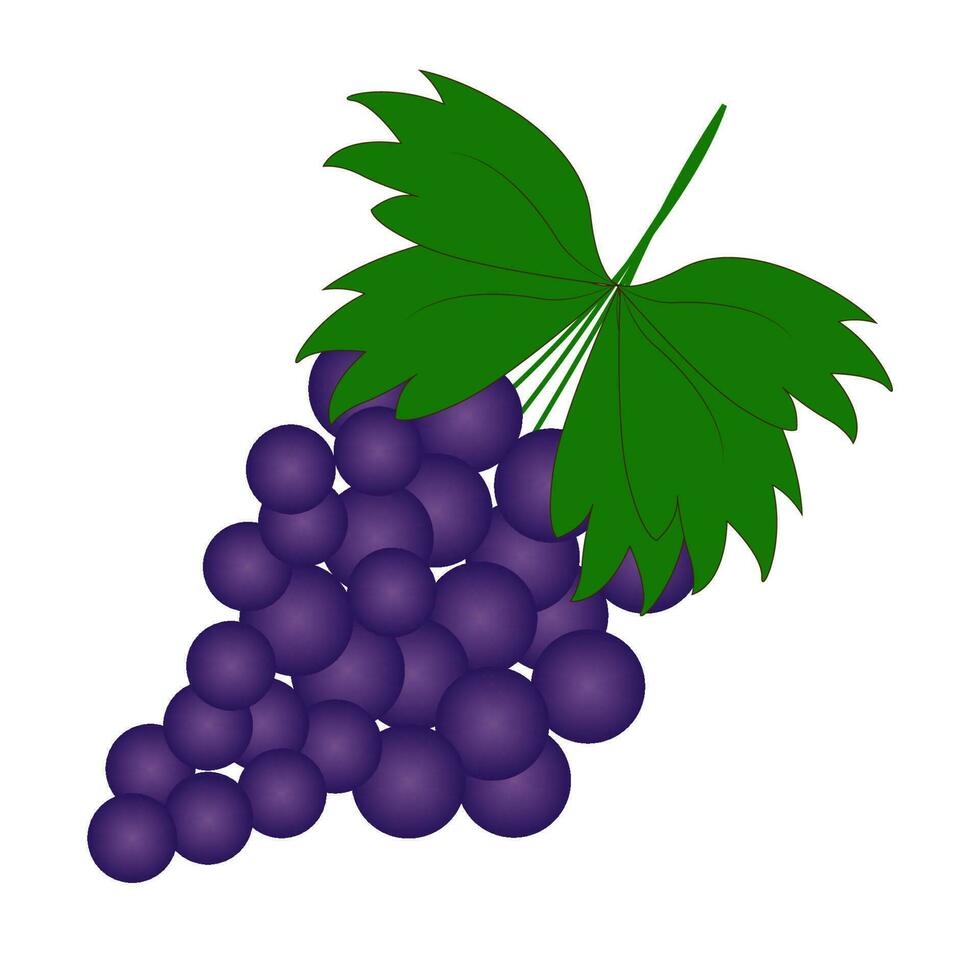 Branch of purple grapes. Vector illustration icon isolated on white background. summer fruits