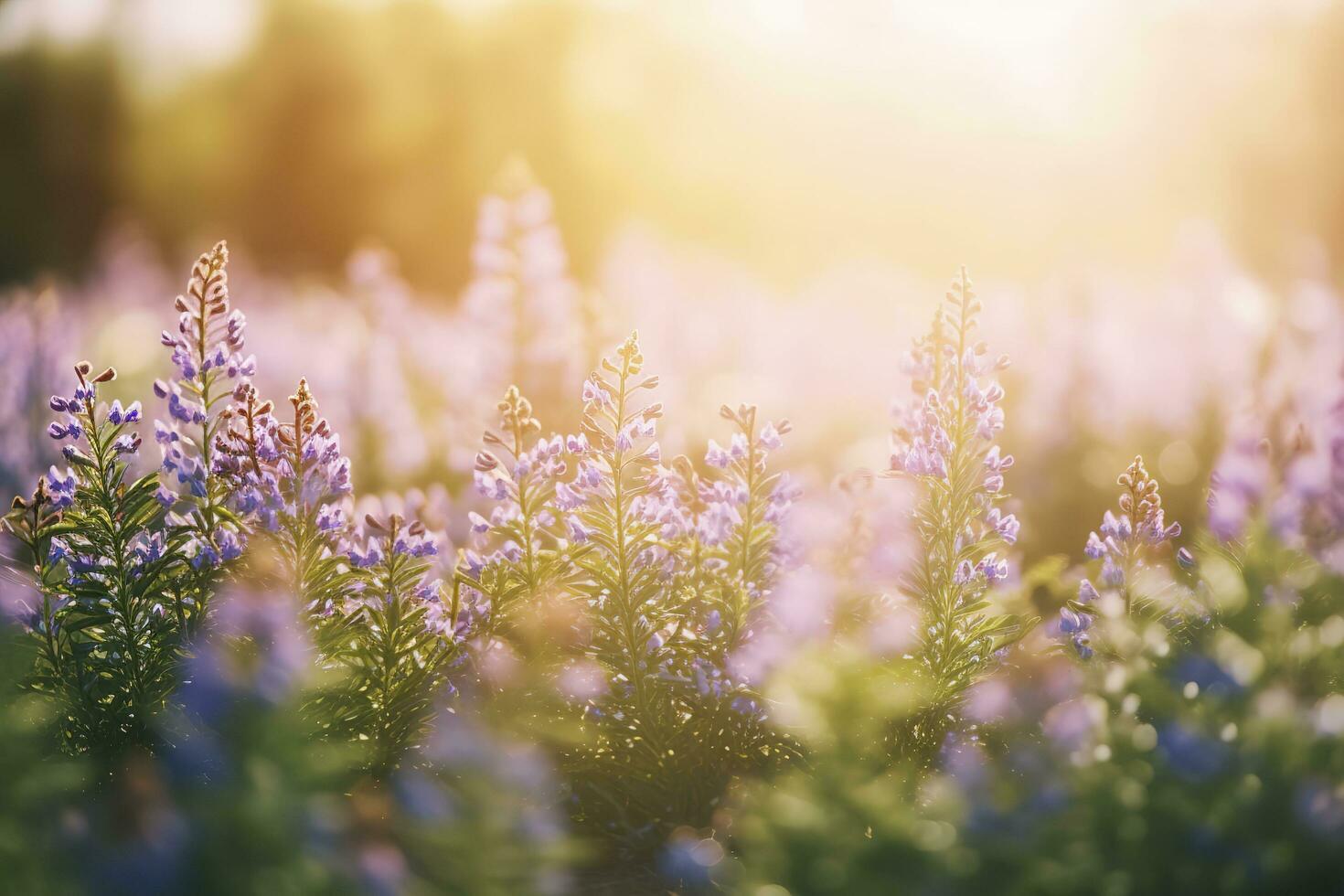 Erica Flower Field, Summer Season, Bokeh Effect , generate ai photo