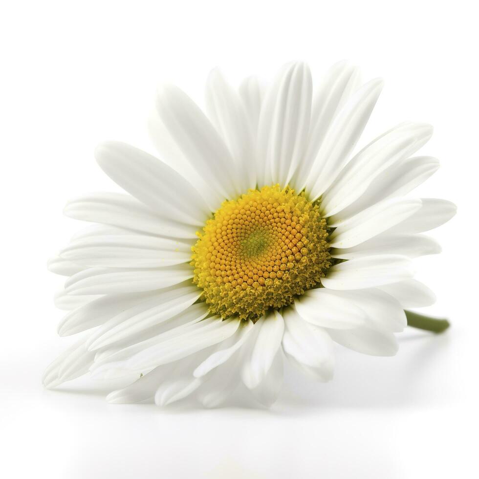Daisy flower isolated on white background as package design element, generate ai photo