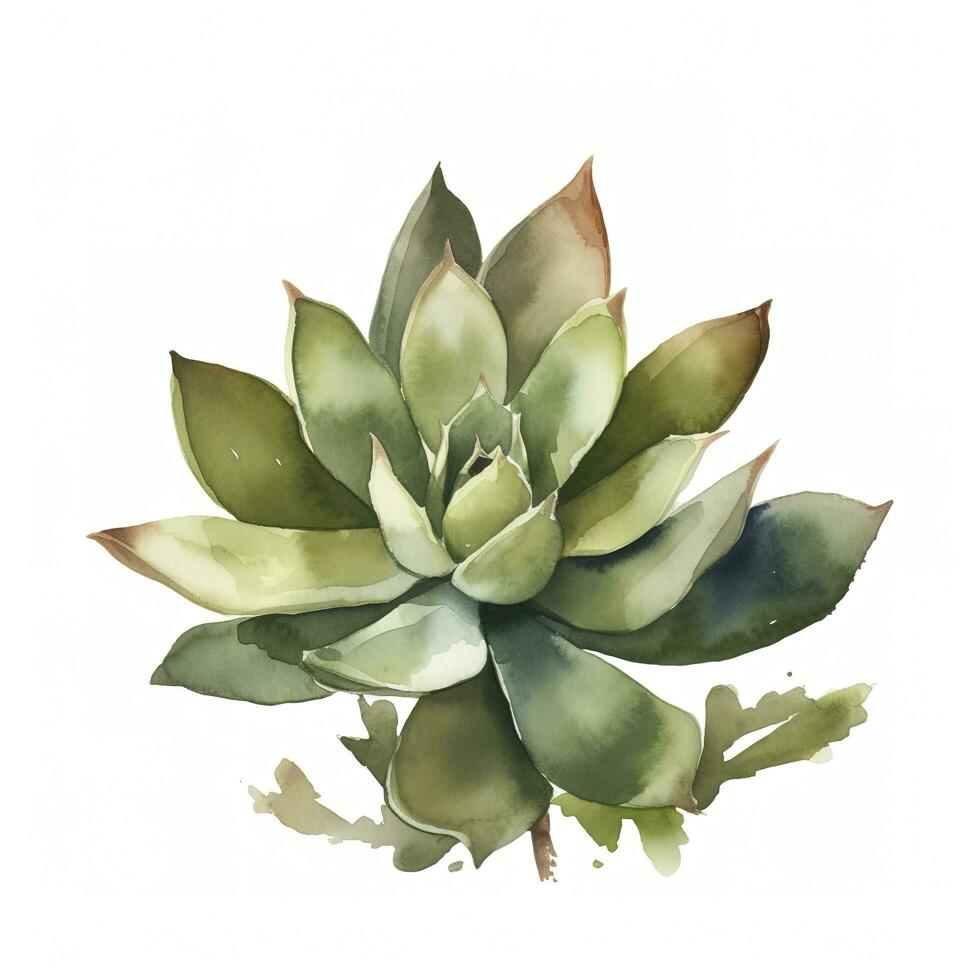 Watercolor Succulent Stock Photos, Images and Backgrounds for Free Download