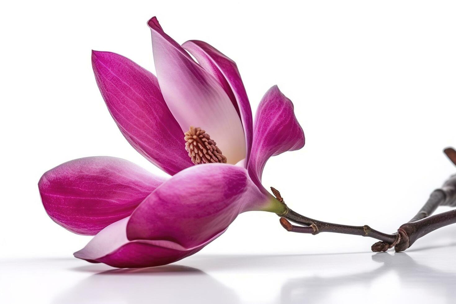 pink magnolia on transparent background , generate ai photo
