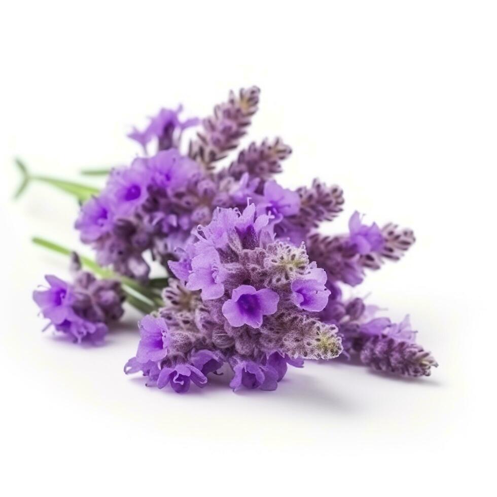 hermosa lavanda flores en blanco fondo, generar ai foto