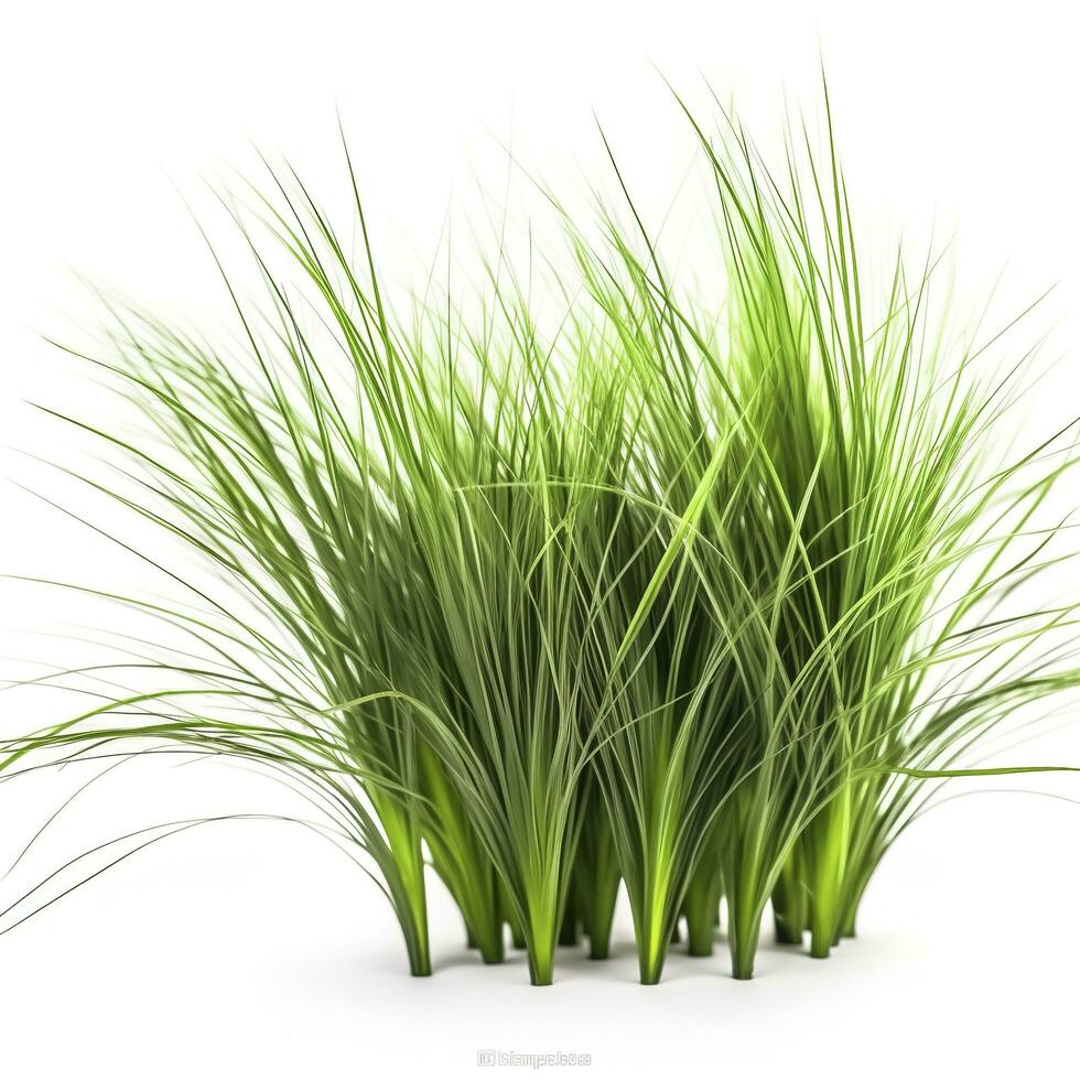 GREEN ornamental grass isolated on white backgroundi, generate ai photo