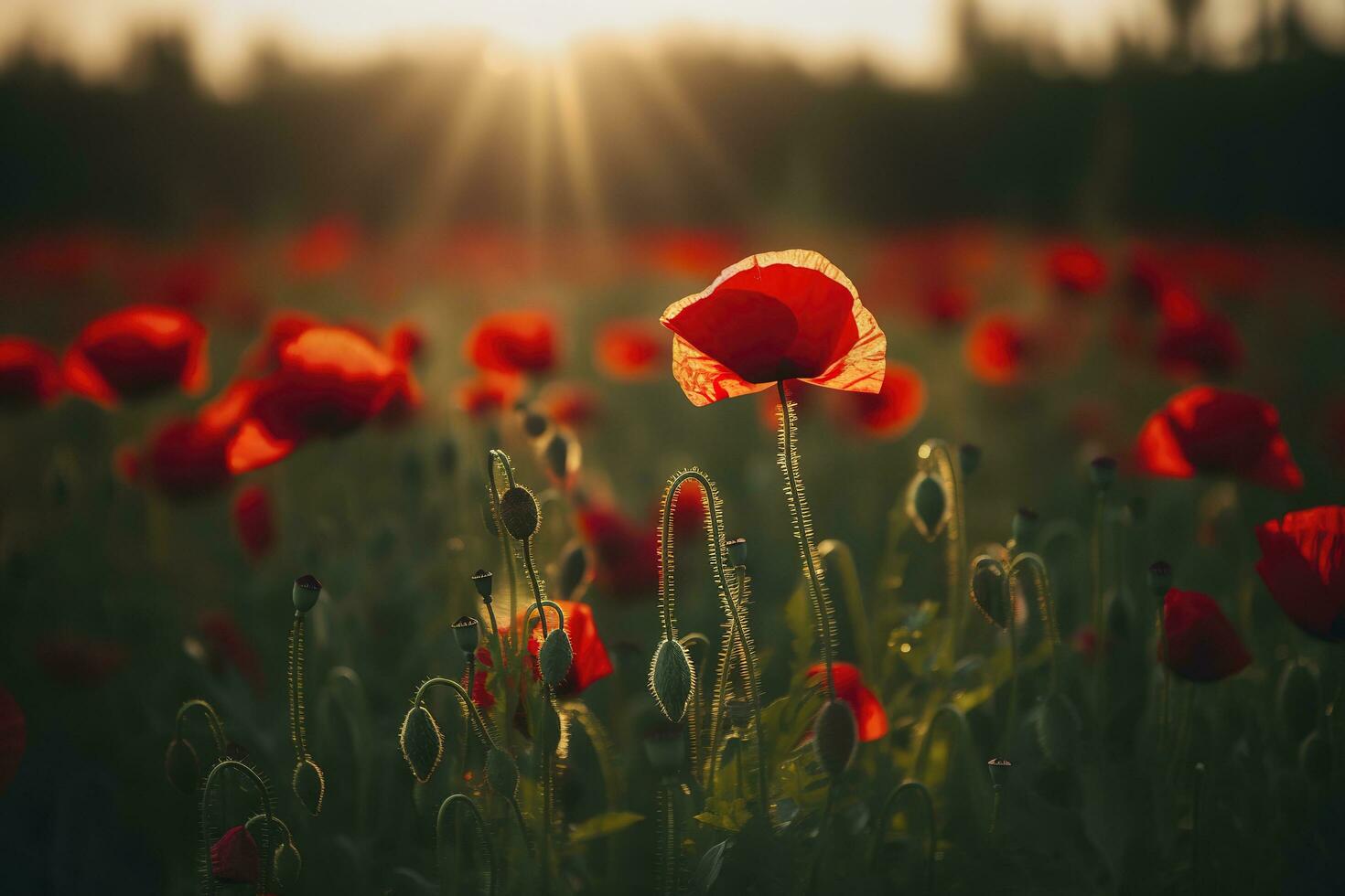 Anzac Day memorial poppies. Field of red poppy flowers to honour fallen veterans soldiers in battle of Anzac armistice day. Wildflowers blooming poppy field landscape, generate ai photo