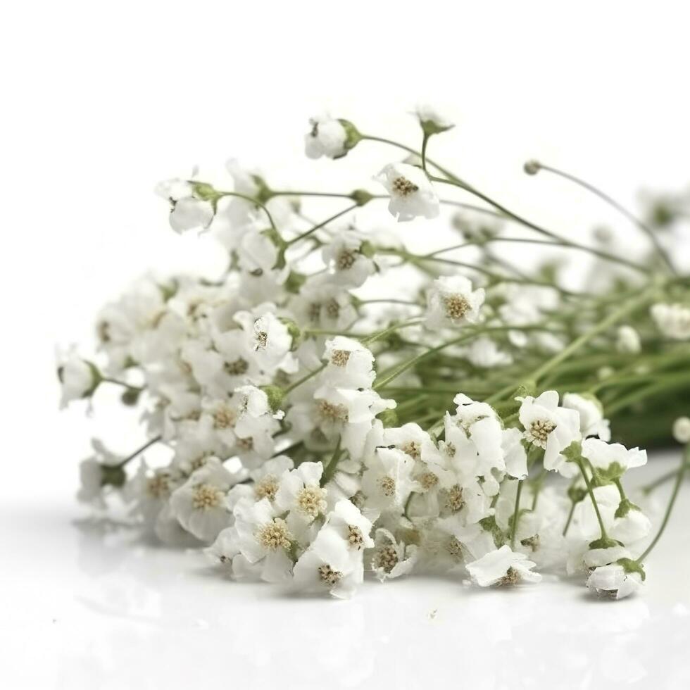 Gypsophila flowers isolated on white background, generate ai photo
