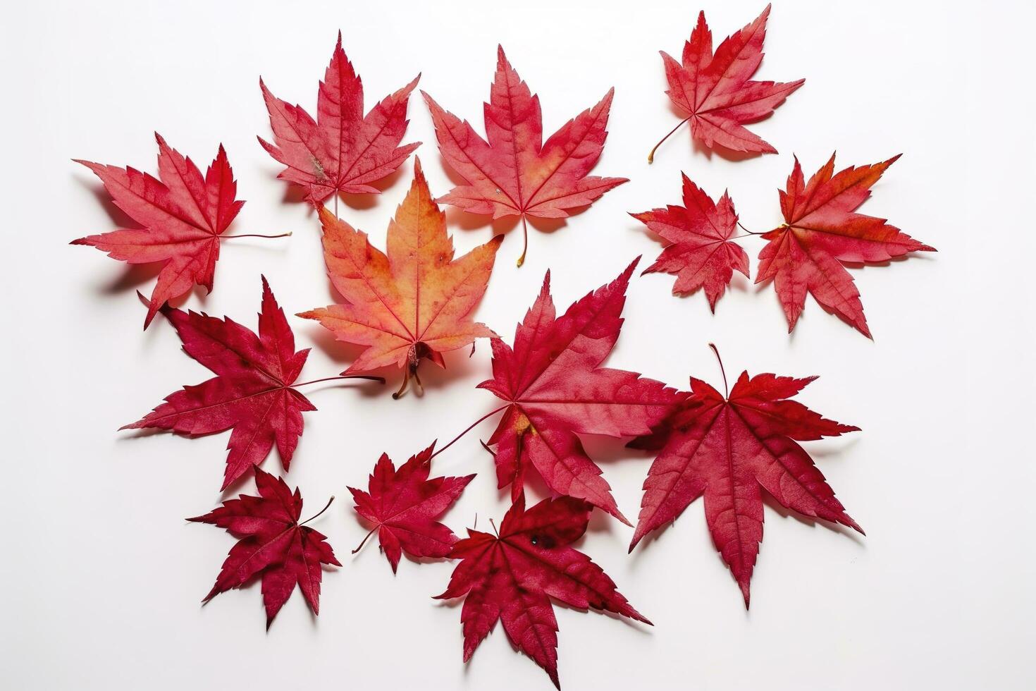 red maple leaves isolated on white background, generate ai photo