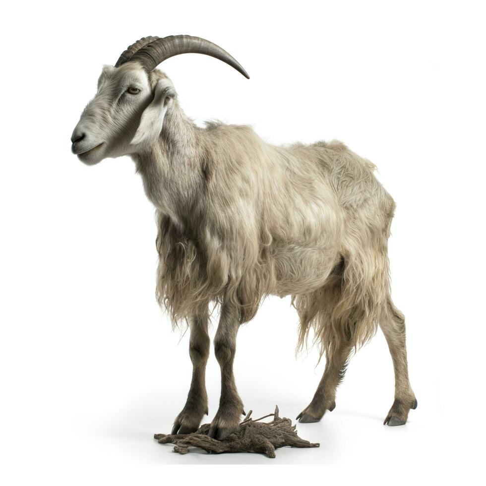 Goat isolated on white background, generate ai photo