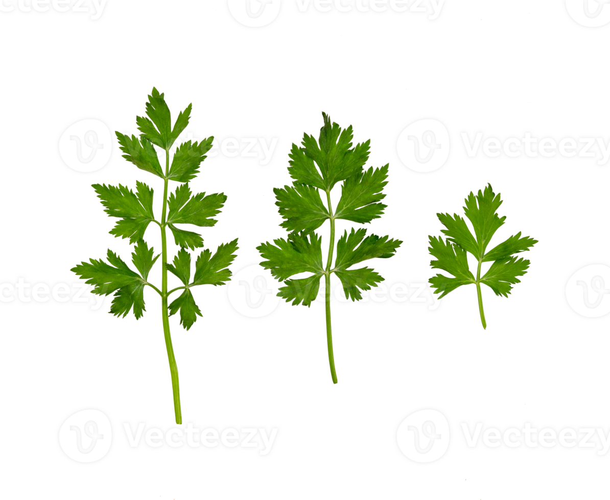Set of parsley leaves isolated png
