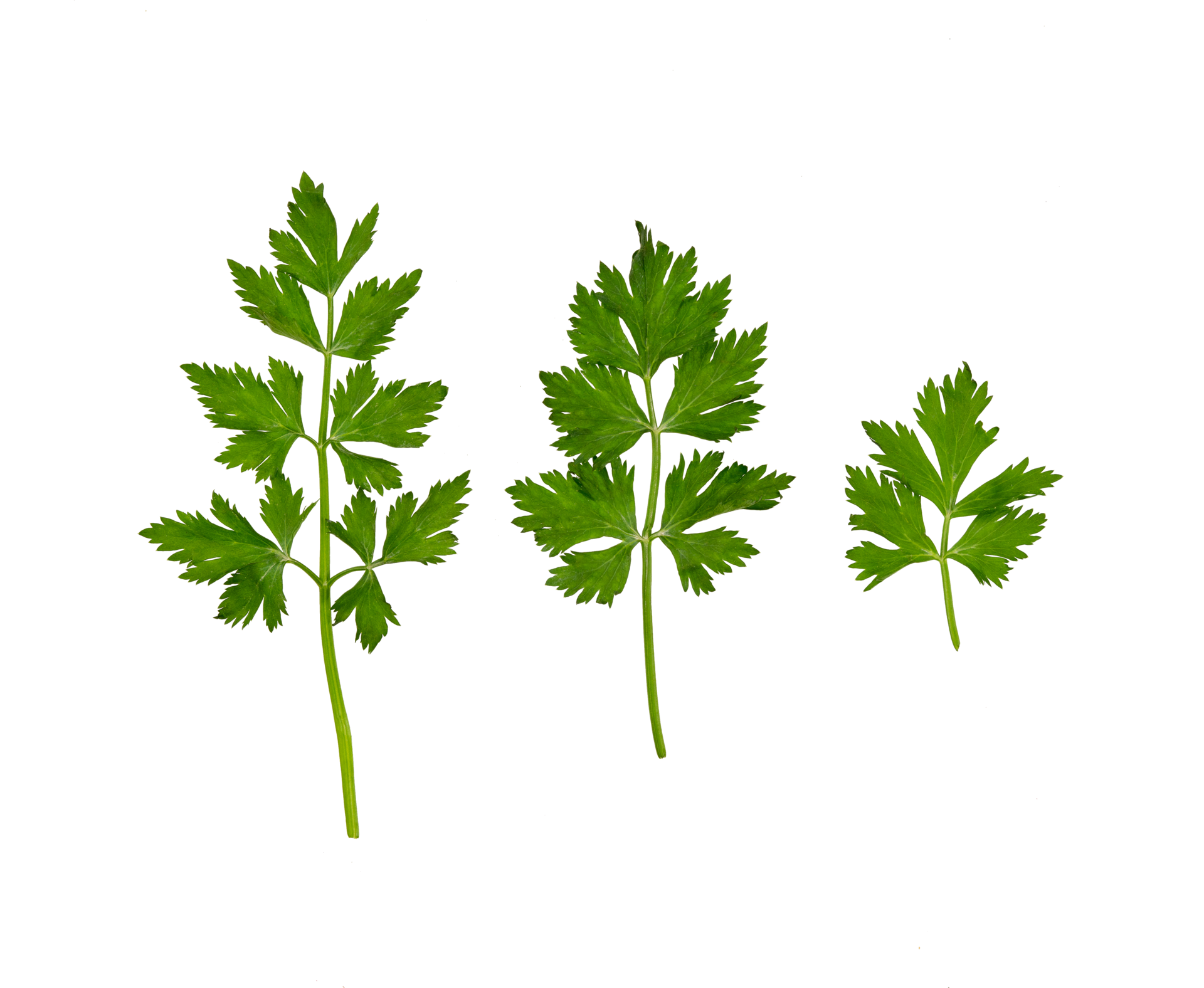 Set of parsley leaves isolated 24478042 PNG