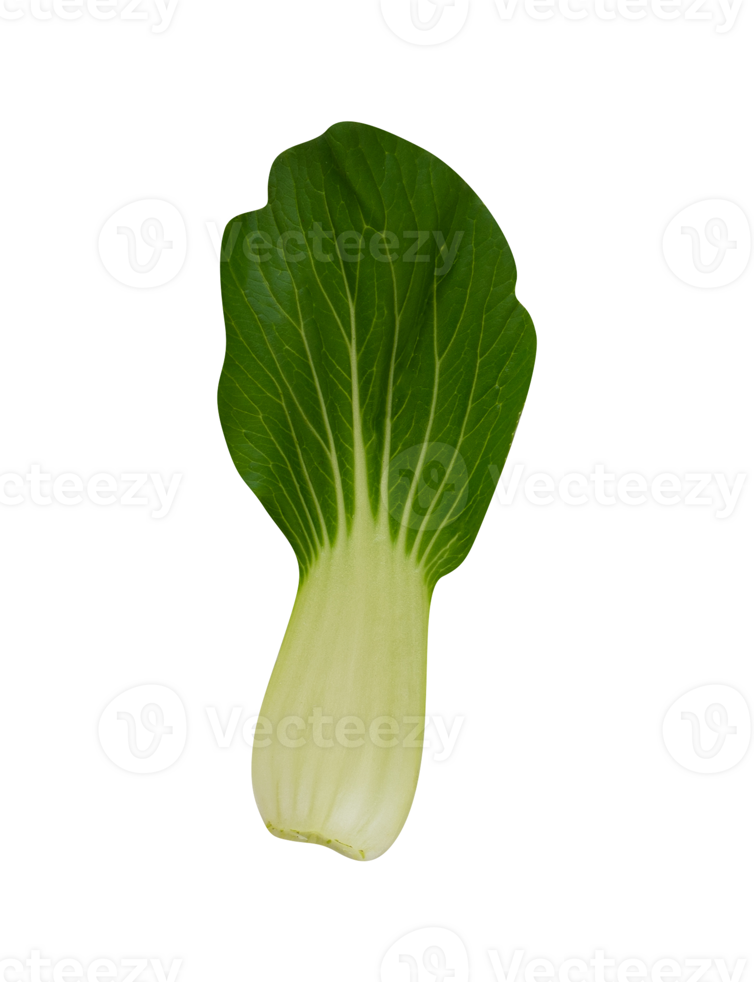 Leaf of Chinese cabbage isolated 24478062 PNG