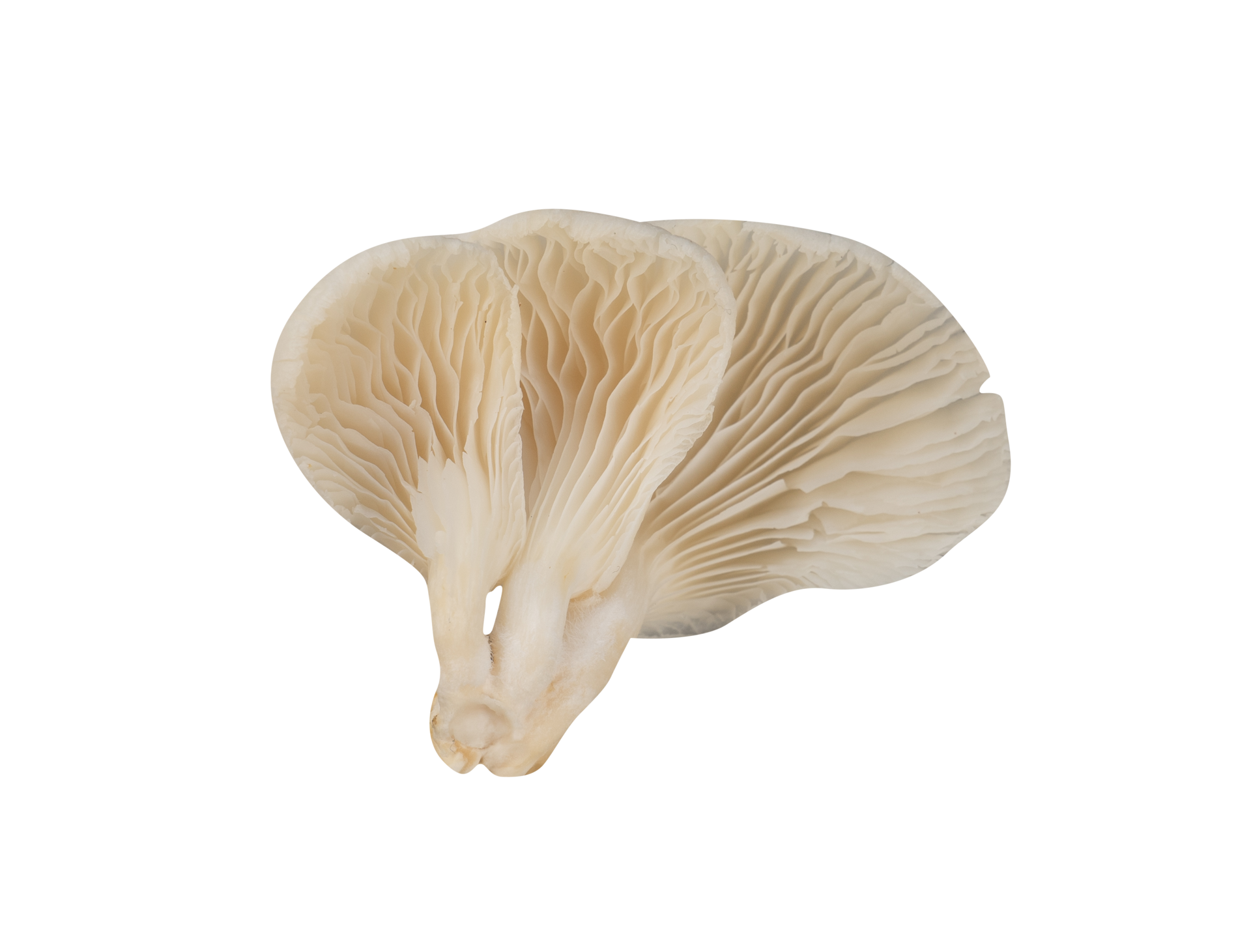 oyster mushrooms isolated. vegan food element 24478067 PNG