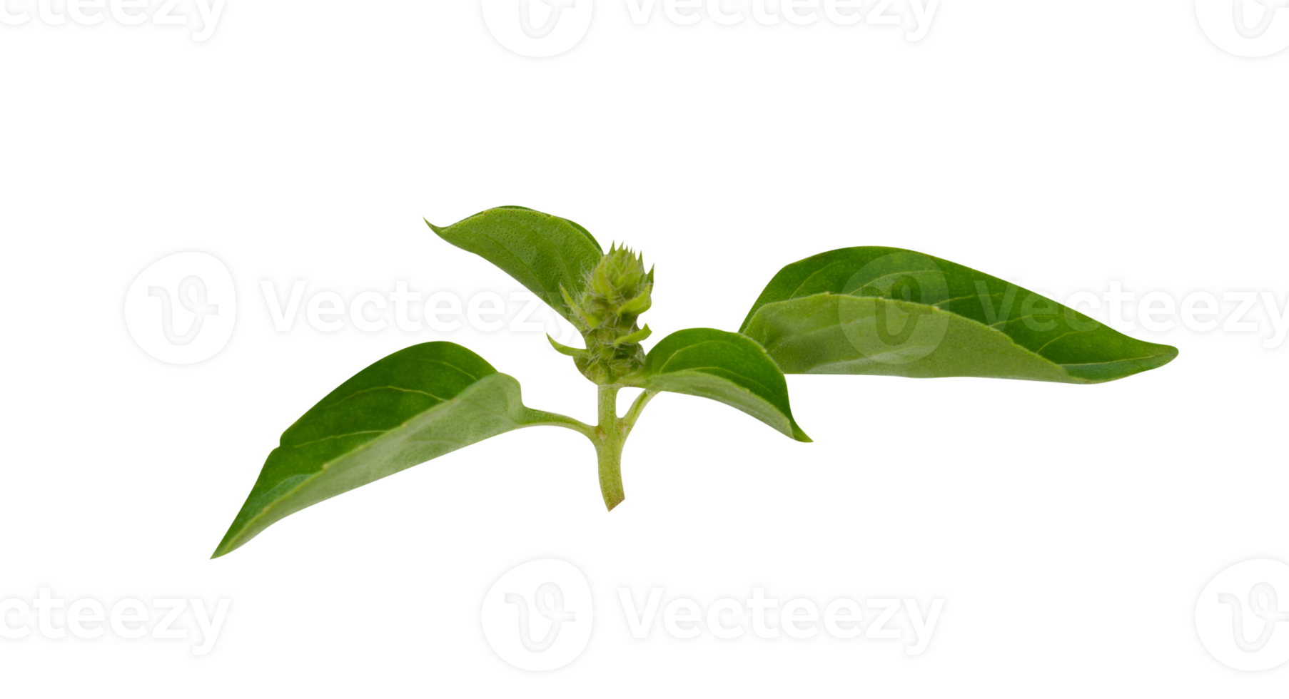 Basil leaves isolated. Fresh cooking seasoning and garnish png
