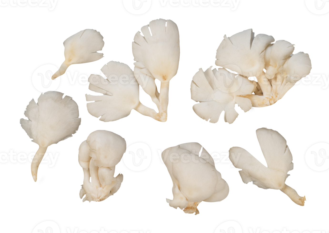 Set of Oyster mushroom isolated png
