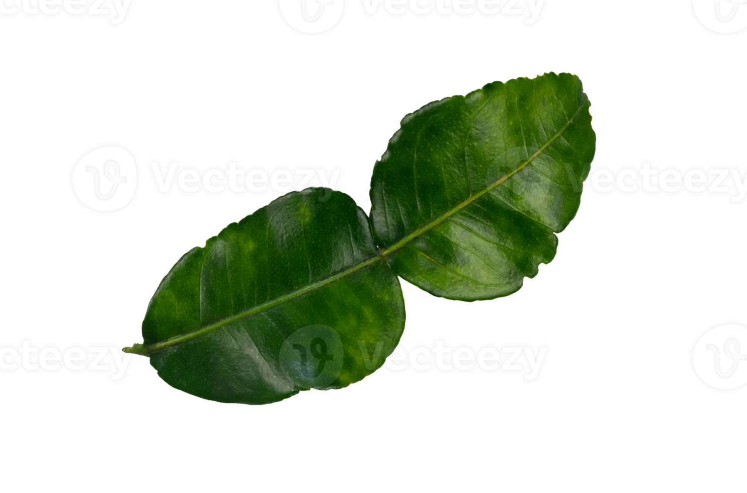 Whole lime leaf for spices and herbs isolated png
