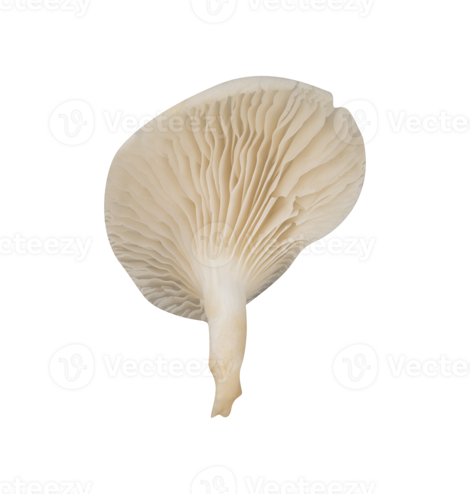 Single Oyster mushroom isolated. Vegan food element png