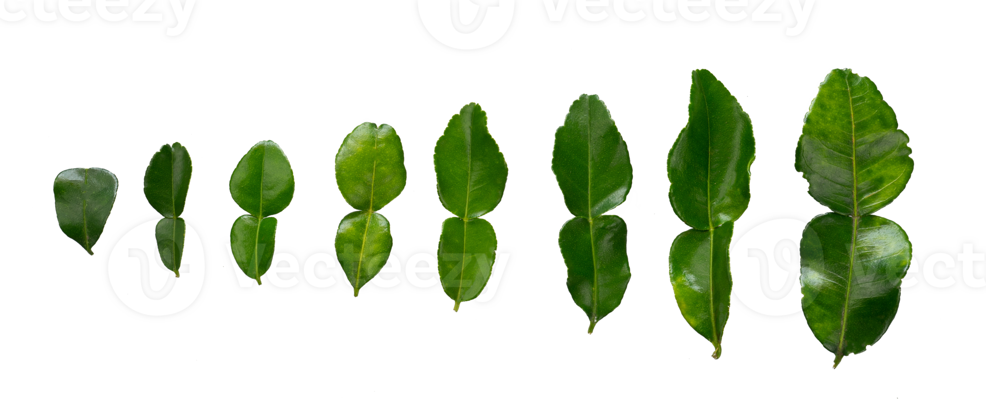 Set of lime leaf isolated png