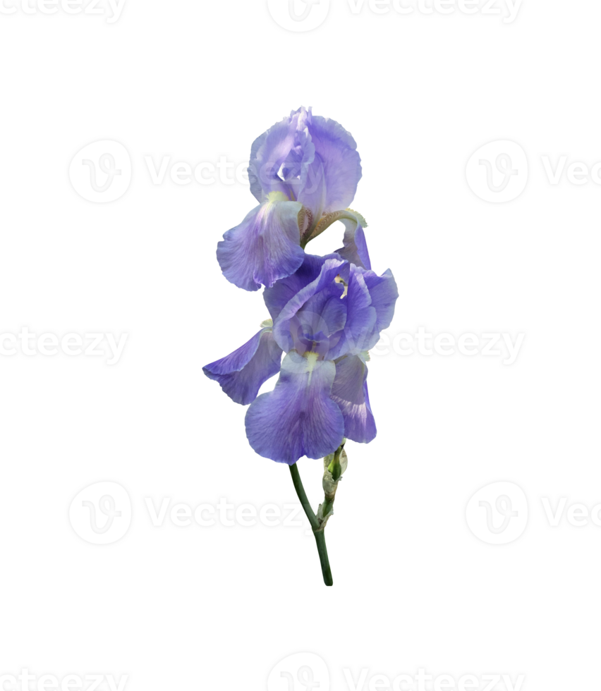 Iris light violet flower with leaves close-up, cutout with clipping path object, floral element of design, decor png