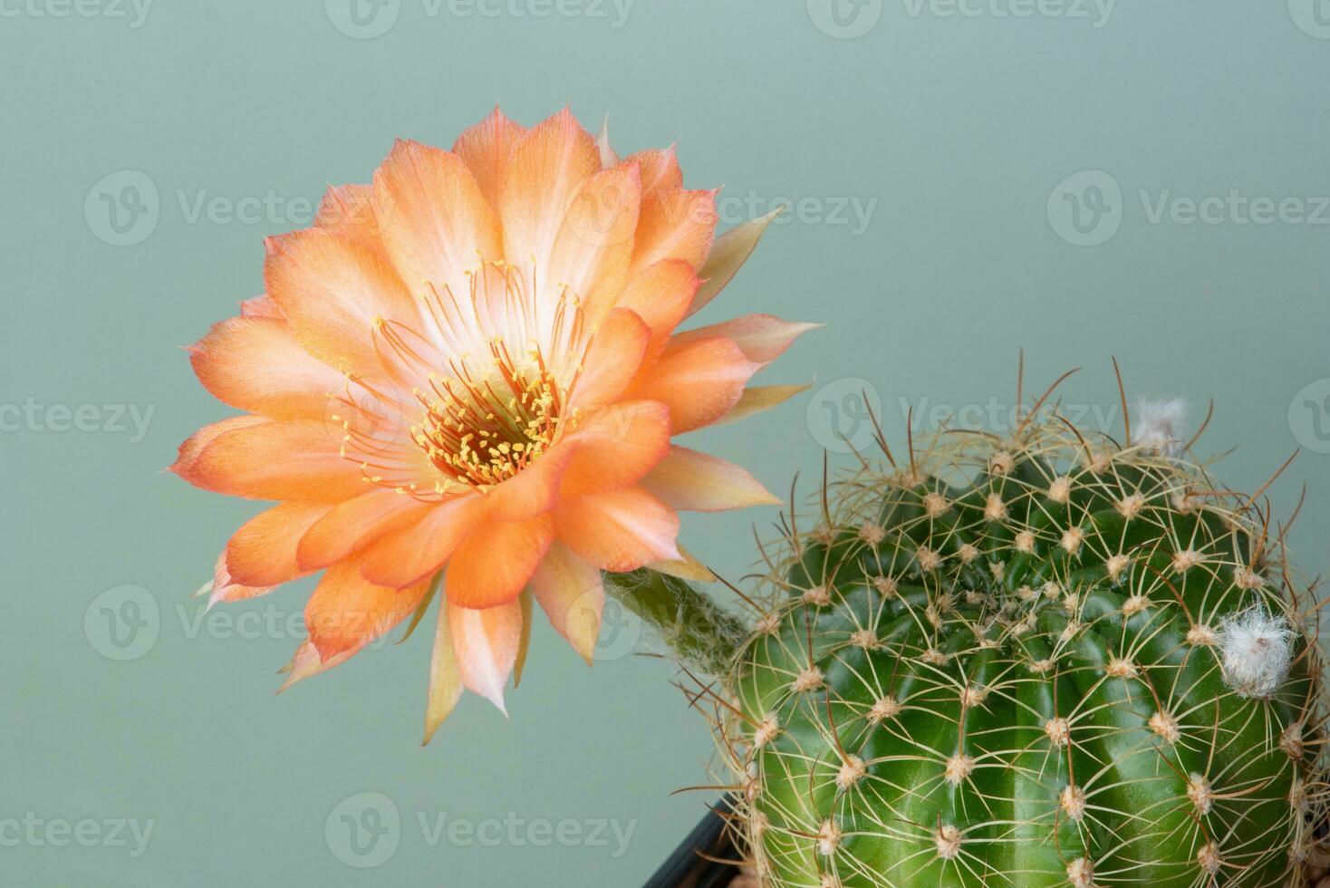 Close up fullboom flower of cactus photo