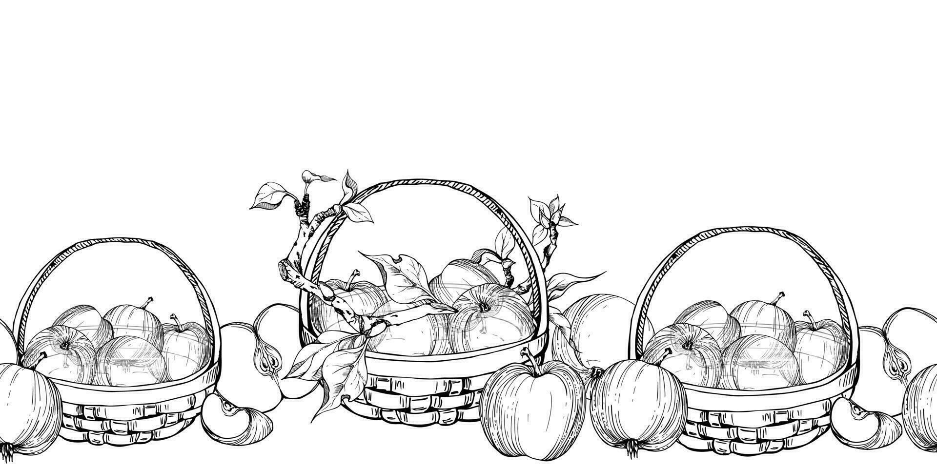 Hand drawn ink apple fruits, branches and leaves in basket, monochrome vector, detailed outline. Seamless horizontal banner. Isolated on white background. Design for wall art, wedding, print, card. vector