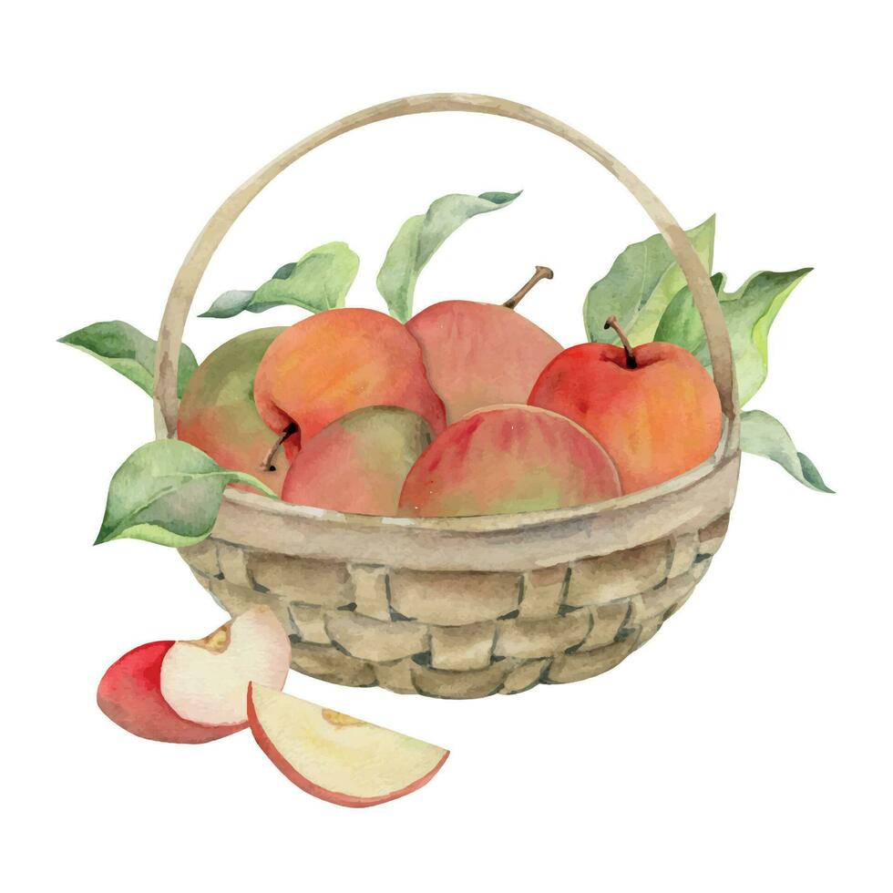 Hand drawn watercolor composition with apple fruits in basket, with branch and leaves, ripe, full and slices. Isolated on white background. Design for wall art, wedding, print, fabric, cover, card. vector