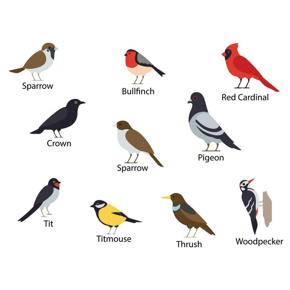 Backyard birds Sparrow, Bullfinch, Red Cardinal, Crown, Pigeon, Tit, Titmouse, Thrush Woodpecker. vector