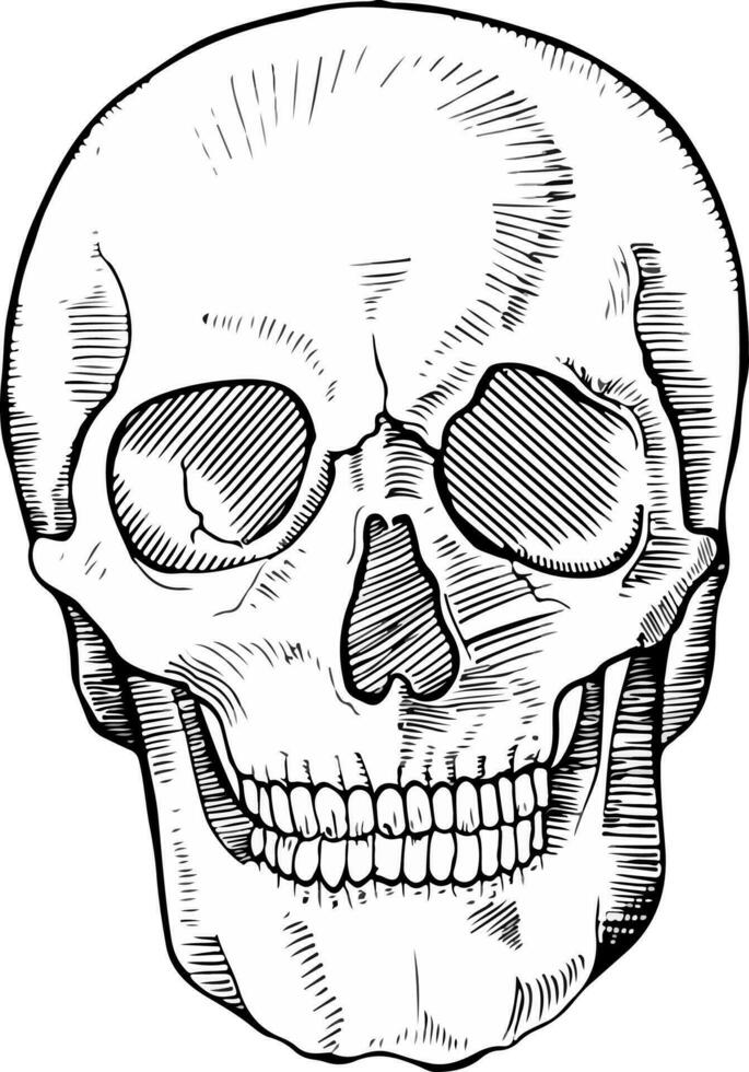 Skull design and skull vector art