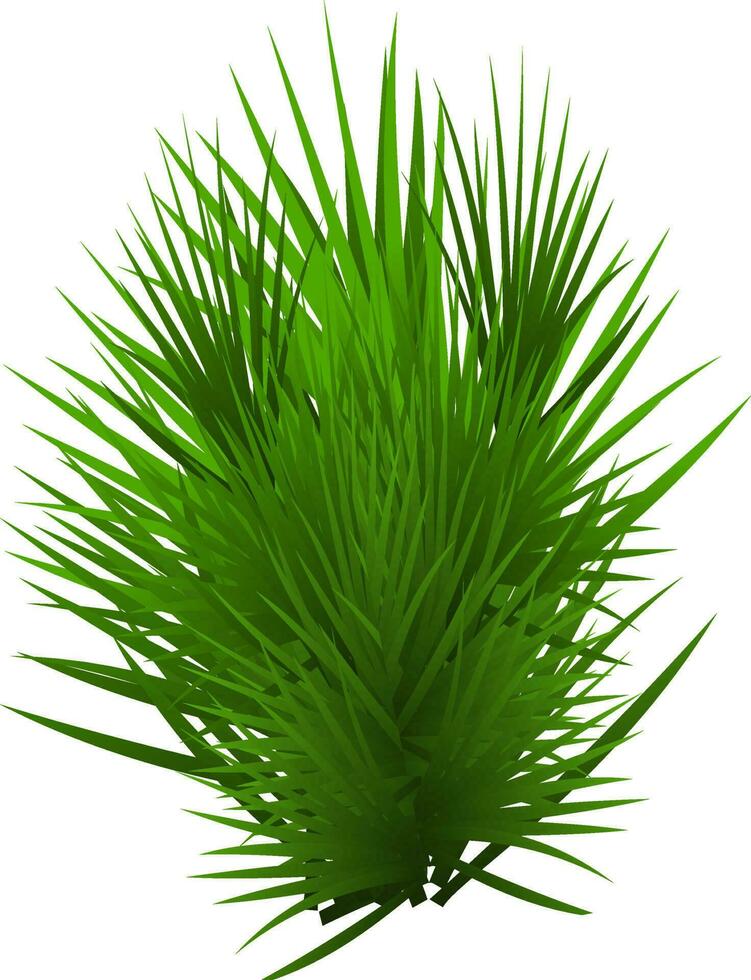 Illustration of green pine leaves on white background. vector