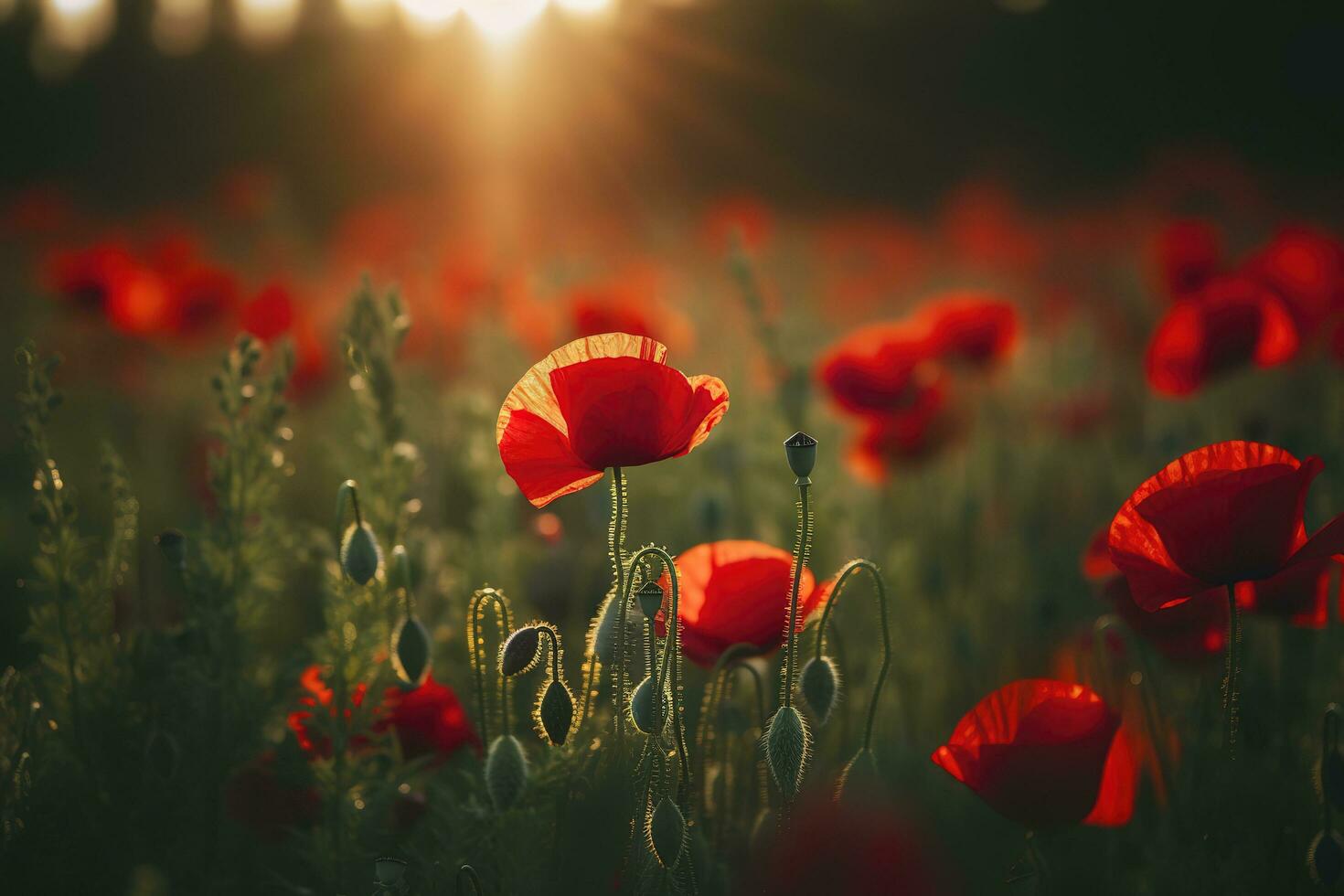 Anzac Day memorial poppies. Field of red poppy flowers to honour fallen veterans soldiers in battle of Anzac armistice day. Wildflowers blooming poppy field landscape, generate ai photo