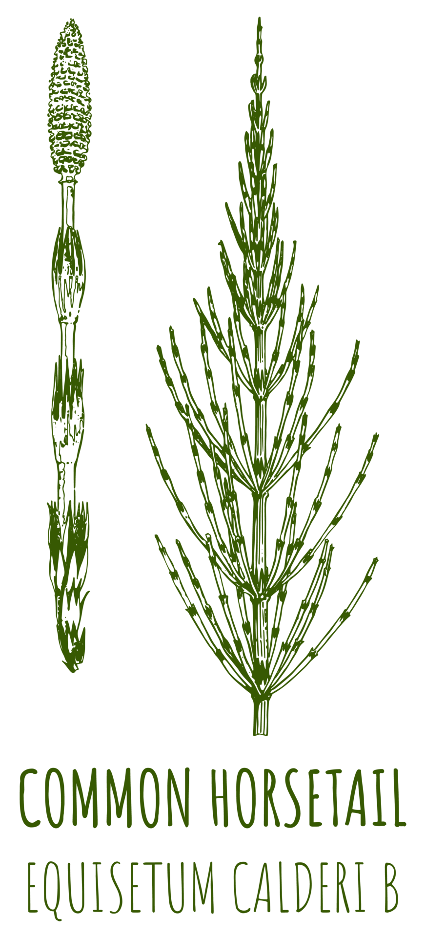 Drawings of FIELD HORSETAIL. Hand drawn illustration. Latin name EQUISETUM CALDERI B. 24483516 PNG