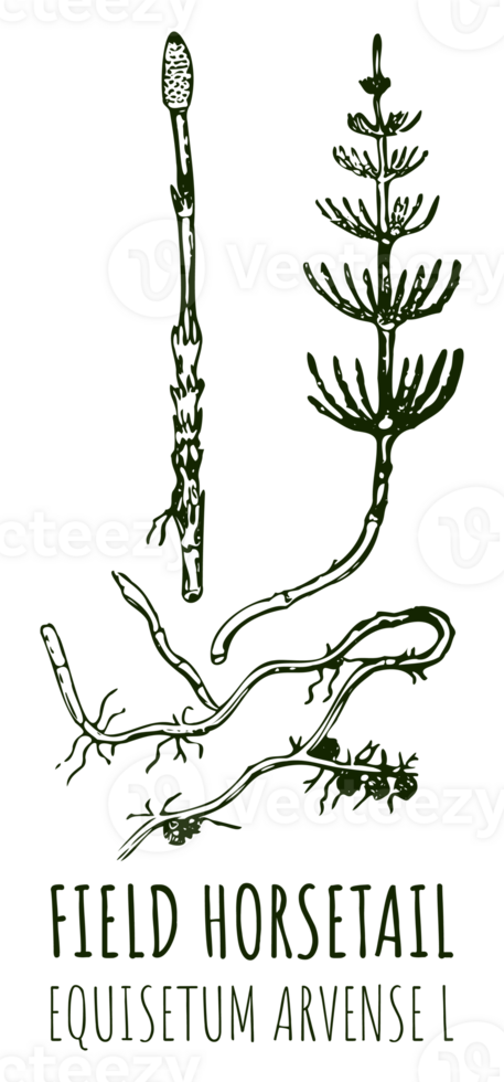 Drawings of FIELD HORSETAIL. Hand drawn illustration. Latin name EQUISETUM CALDERI B. png