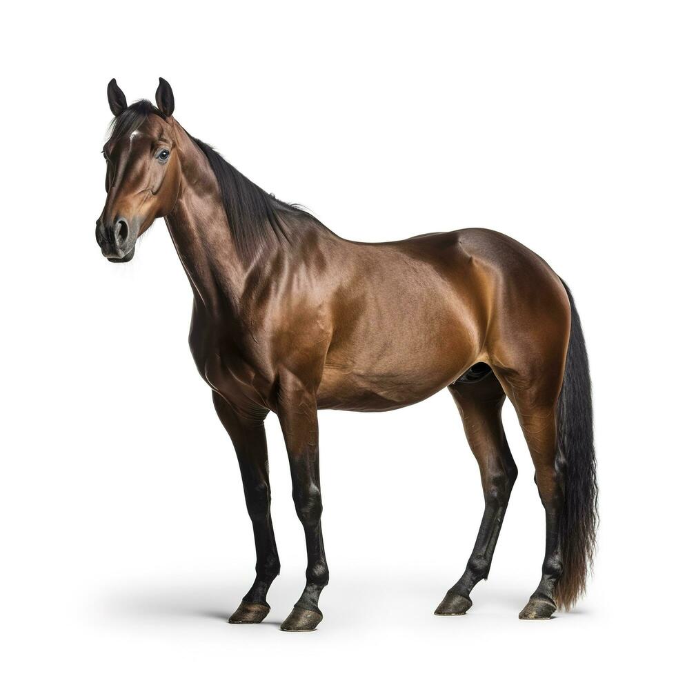 Female belgian warmblood, bwp, 4 years old, with mane braided with buttons, looking at camera against white background, generate ai photo