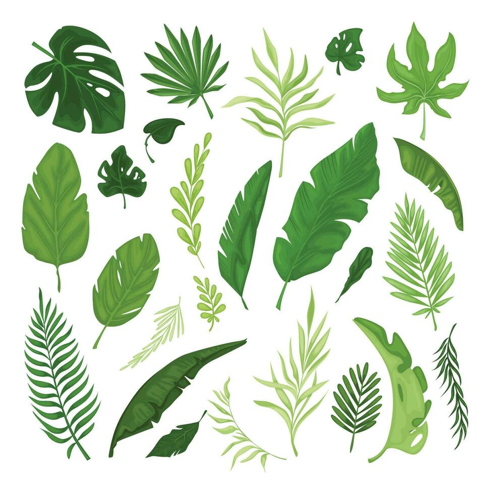 Vector set of various tropical leaves.