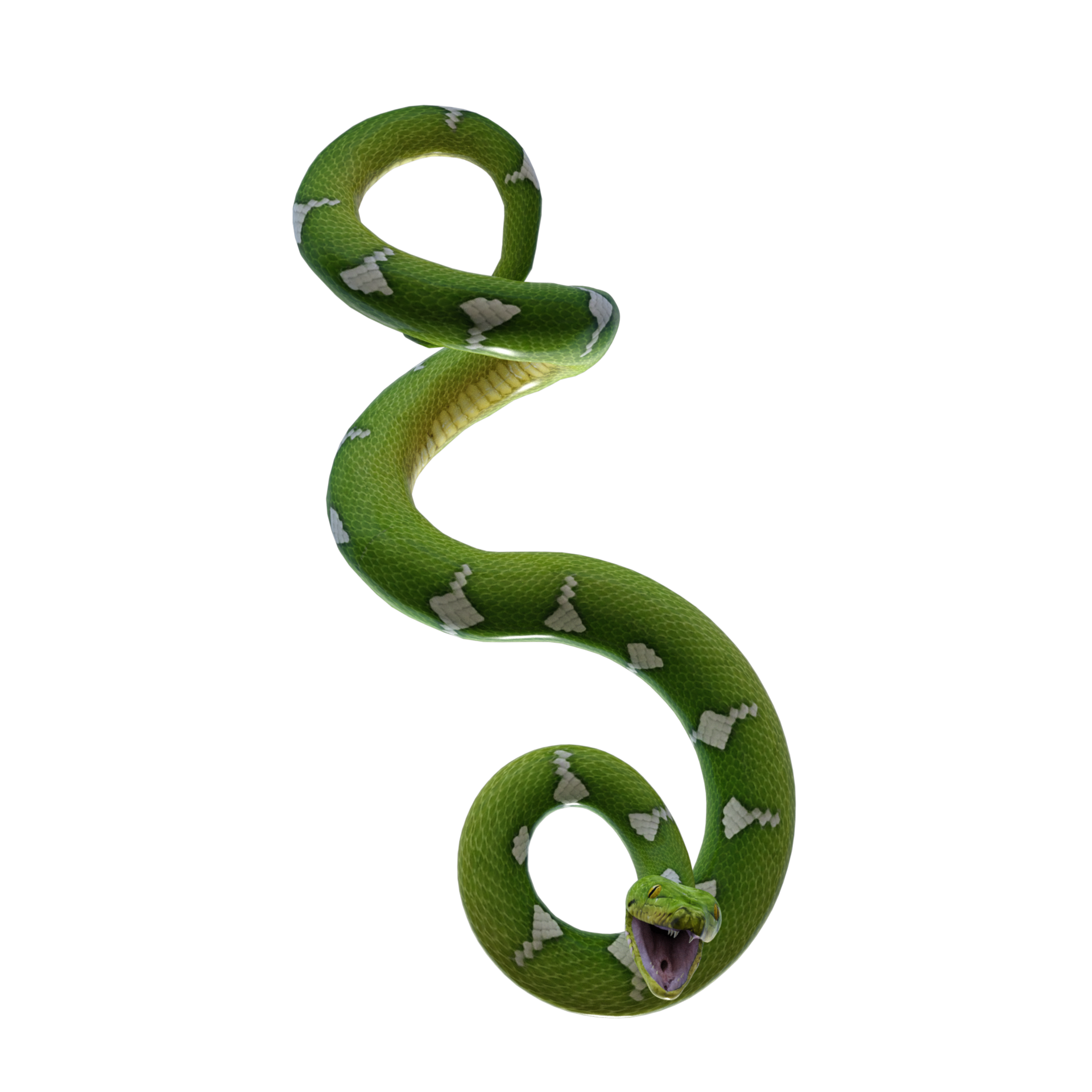 3d Snake, Gradient Snake, Large Pythons, Snake PNG Transparent Clipart  Image and PSD File for Free Download