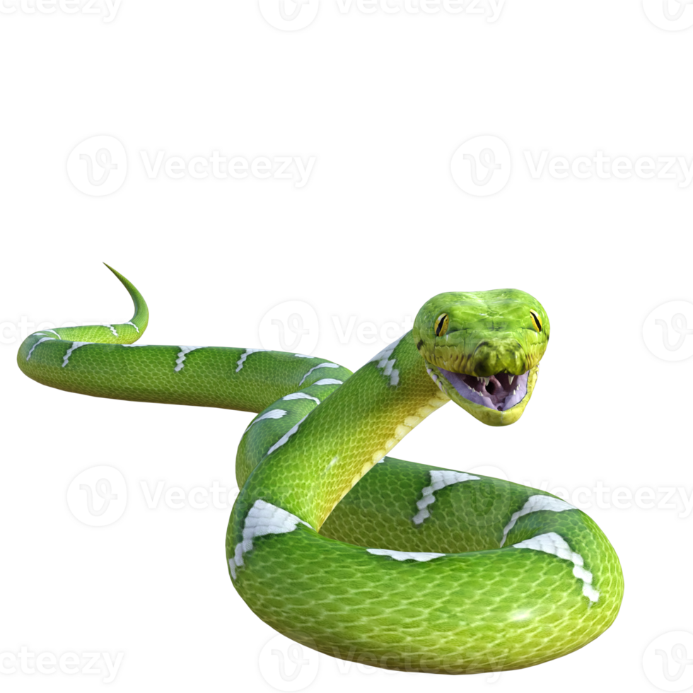 Schlange Python isoliert 3d png