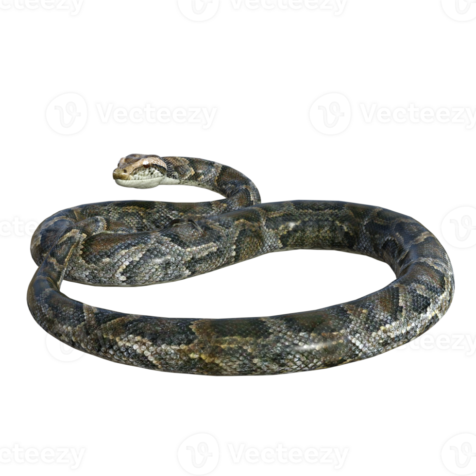 snake python isolated 3d png
