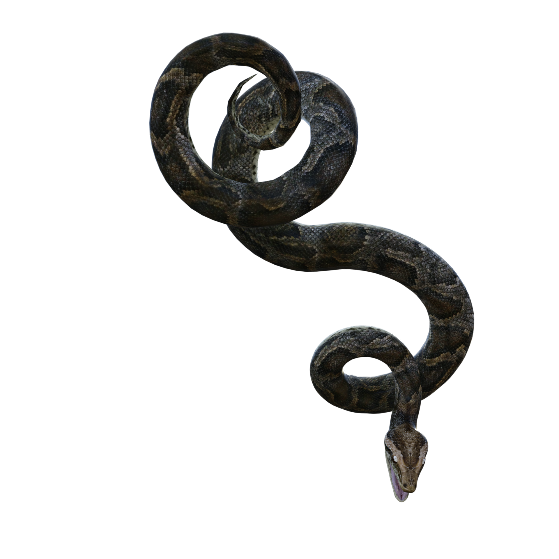 snake python isolated 3d 24485905 PNG