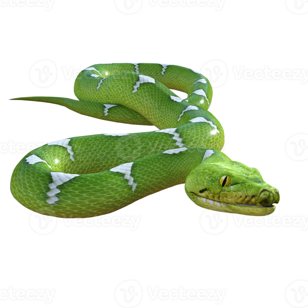 snake python isolated 3d png