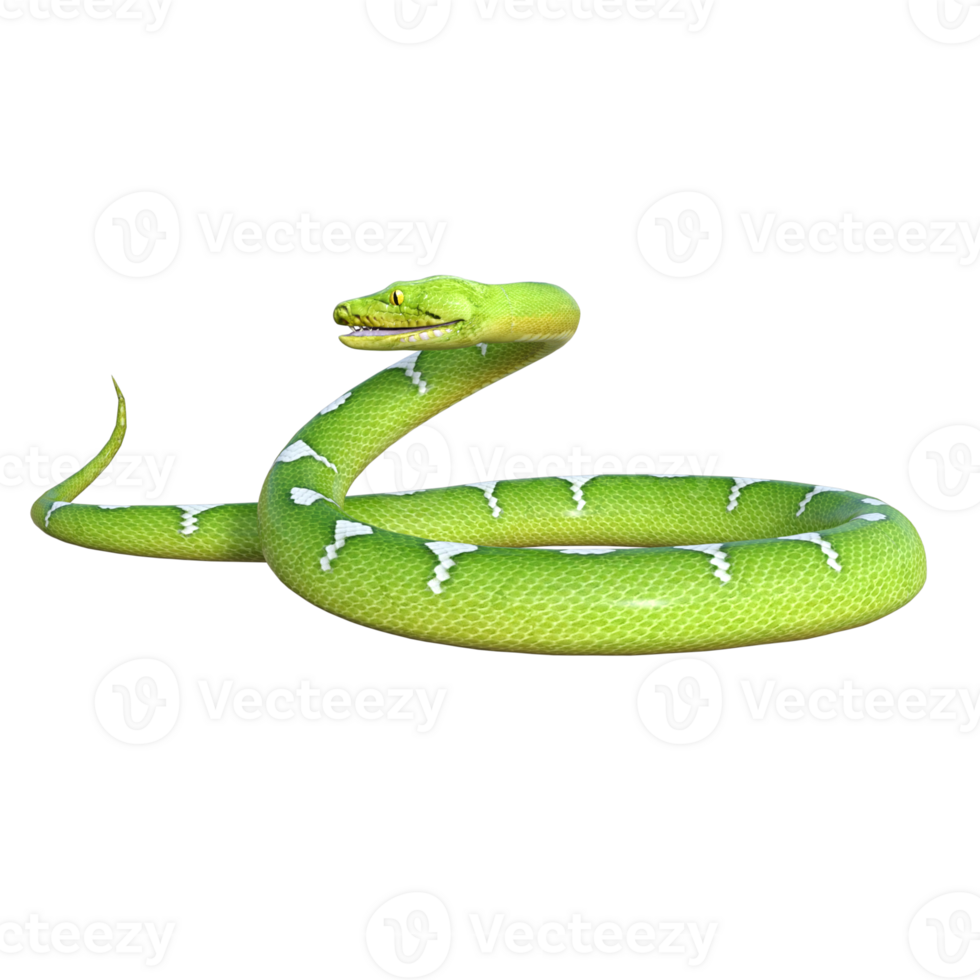 snake python isolated 3d png