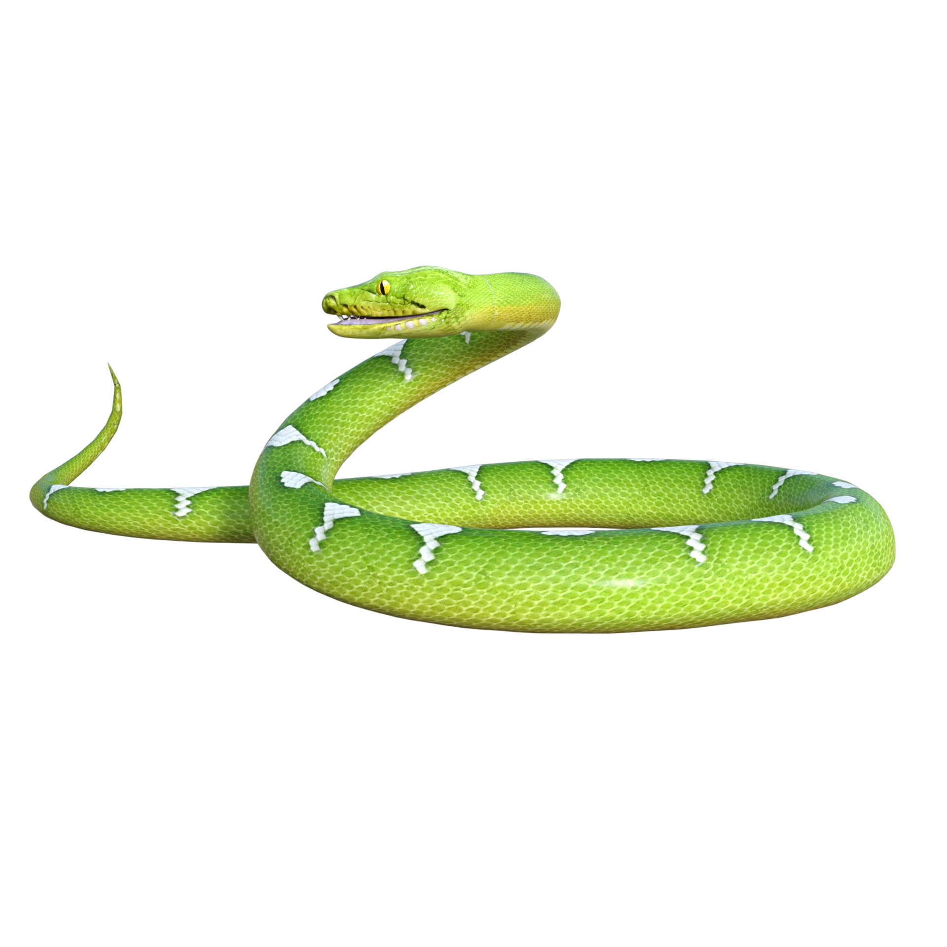 snake python isolated 3d 24485905 PNG