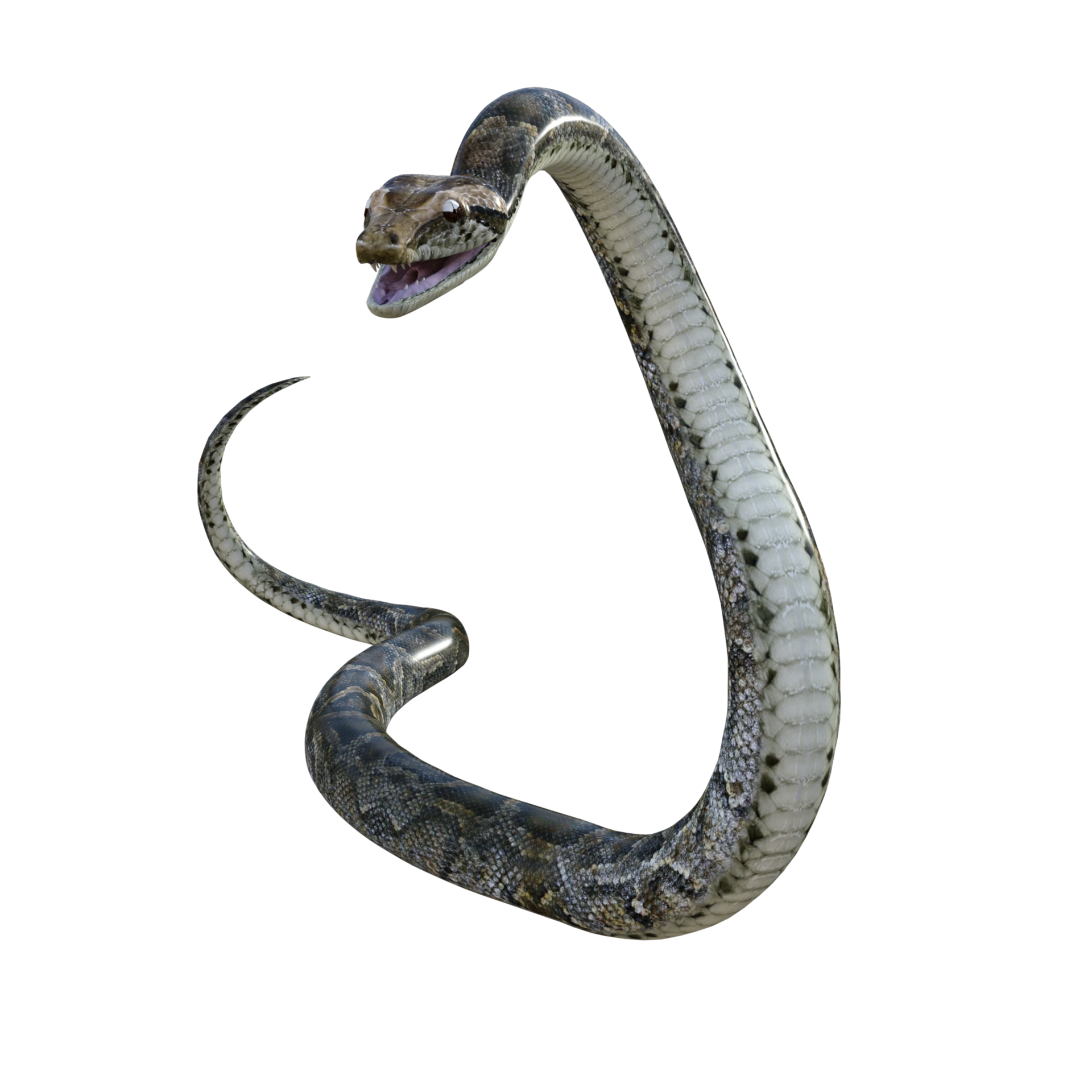 snake python isolated 3d 24485905 PNG