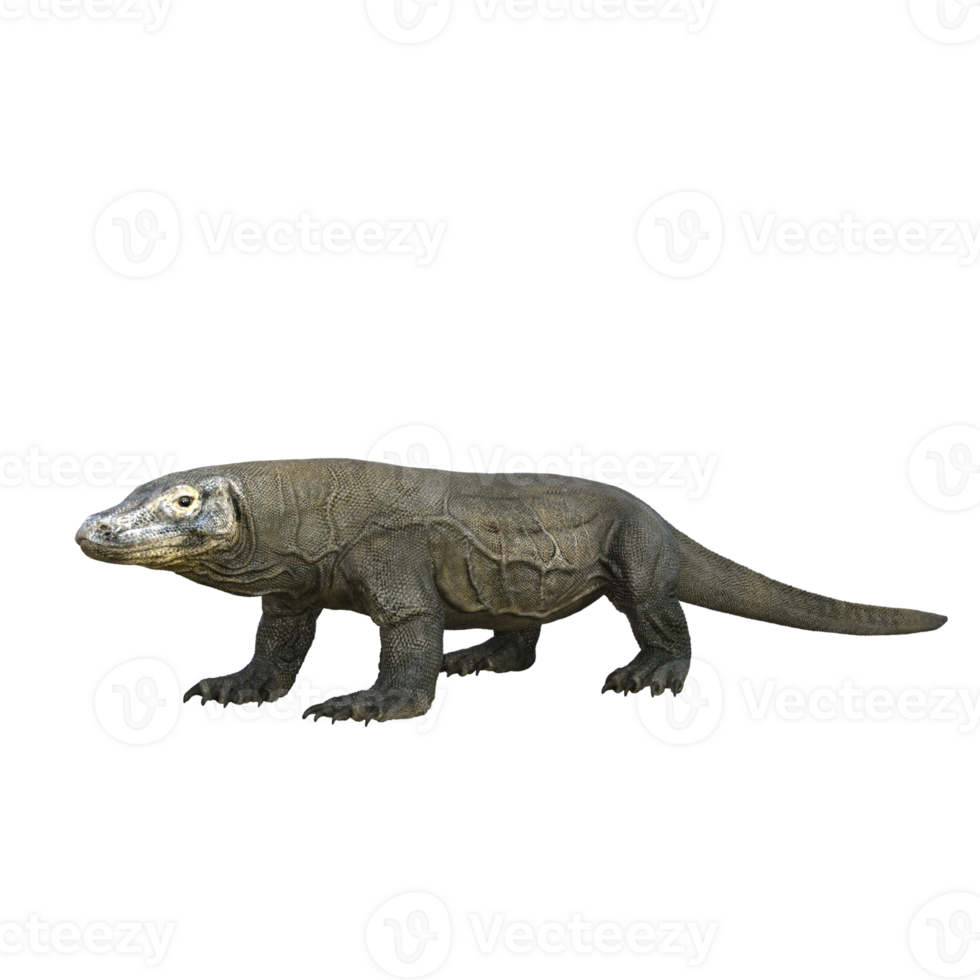 Komodo isolated 3d render png