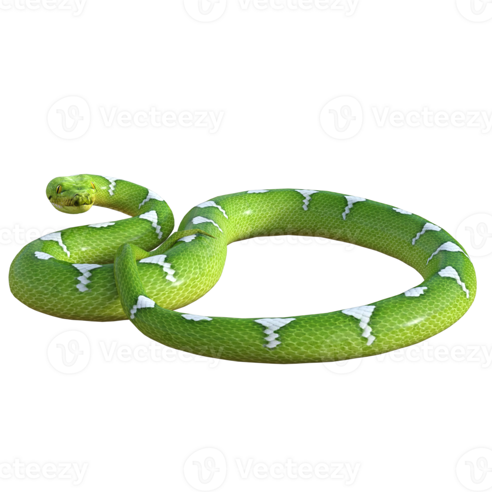 serpent python isolé 3d png