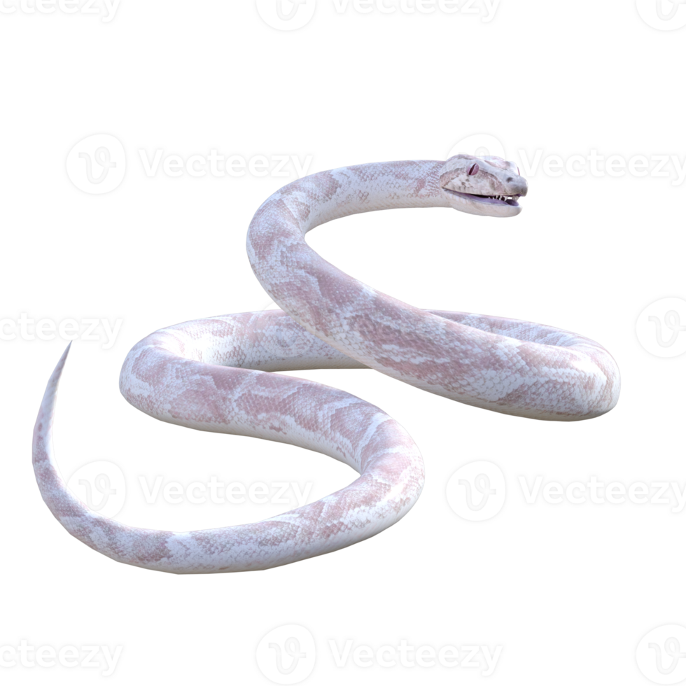 snake python isolated 3d png