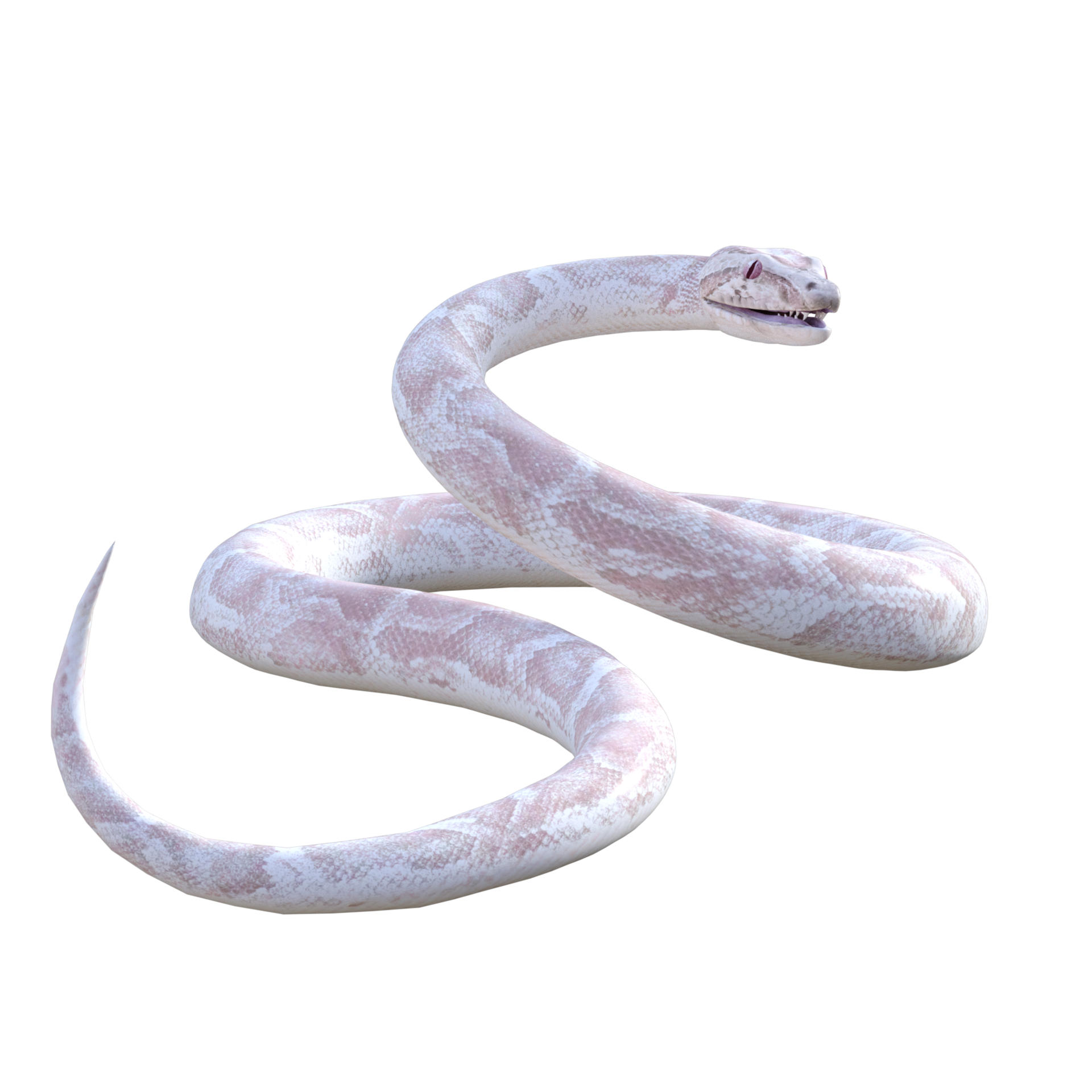 snake python isolated 3d 24486015 PNG