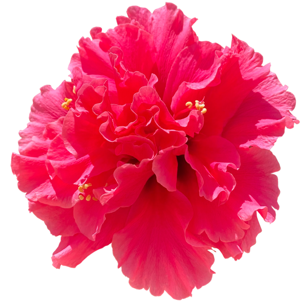 Double red hibiscus 24486358 PNG