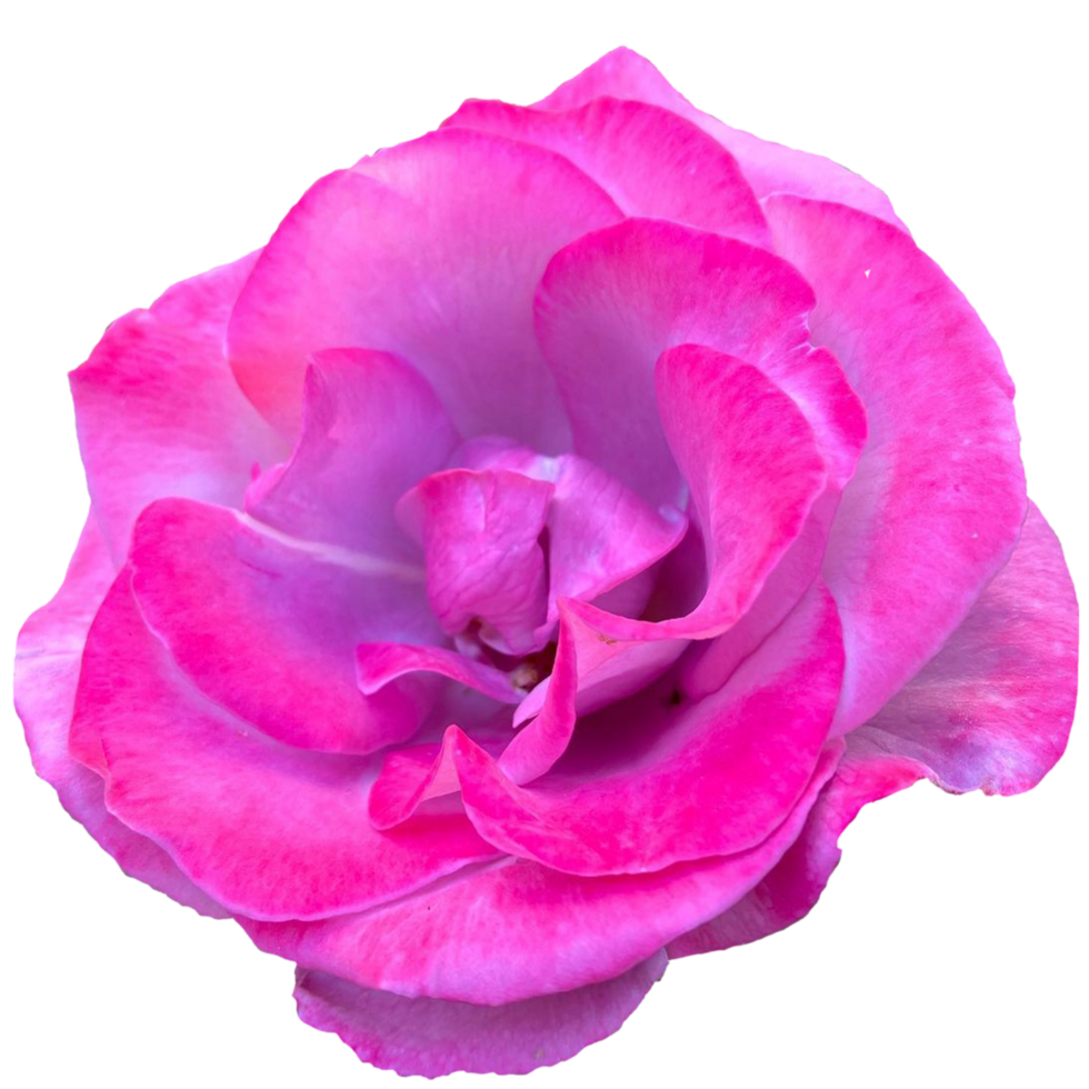 Rosa híbrido té cierto floración cierto gratitud png