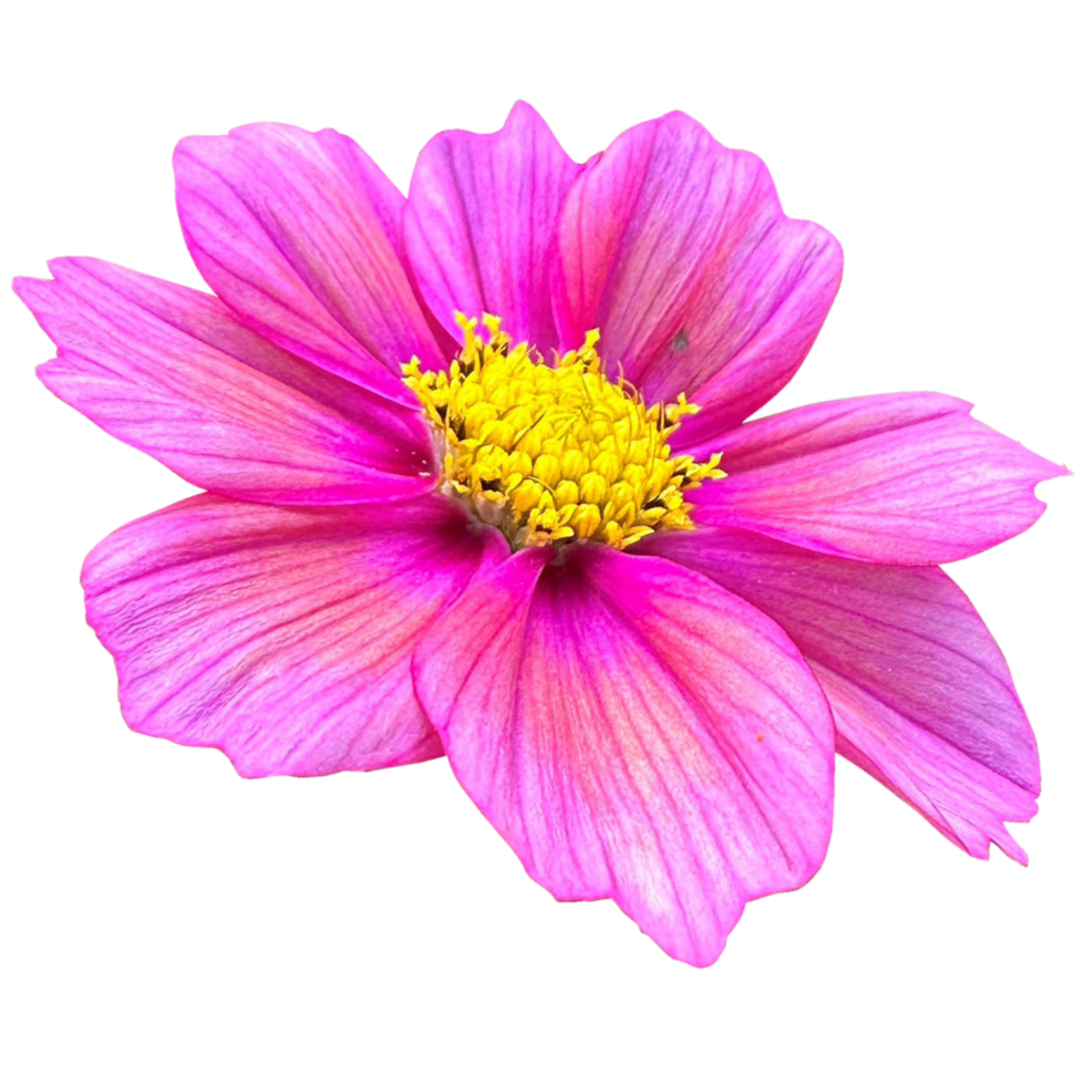 roxa cosmos flores com amarelo centros png